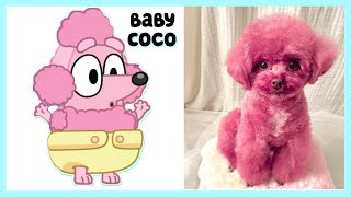 Bluey Babies In Real Life Adorable Baby Puppies Baby Bluey & Baby Bingo