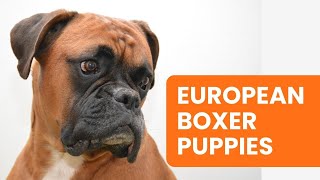 Where to Find European Boxer Puppies for Sale