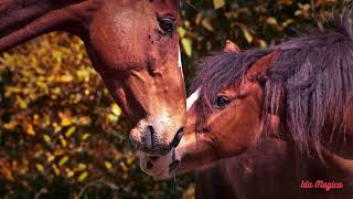Adorable Horses, Amore e Bellezza