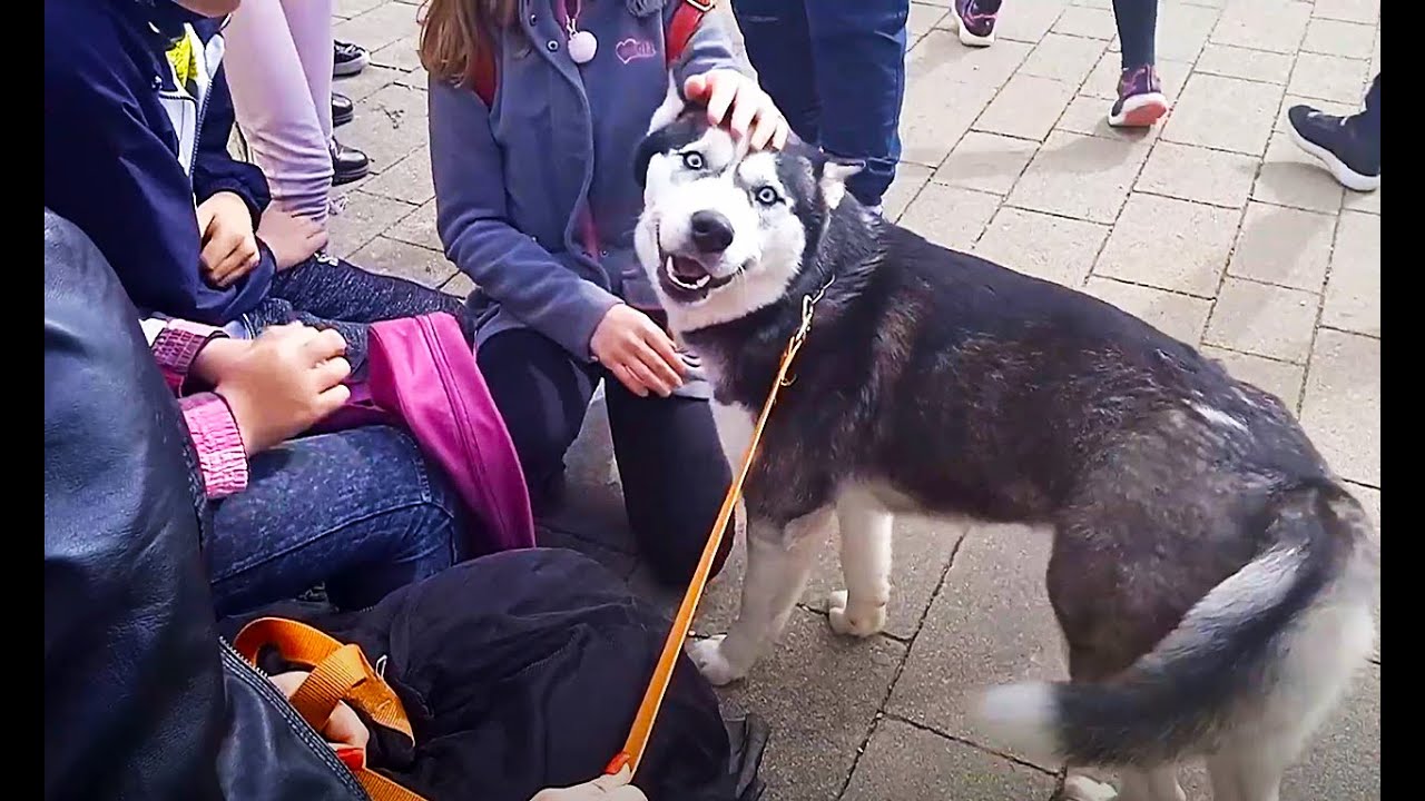Vlog Sibirski Haski - Prepeličja jaja, Burek, Titar test i pas Haski