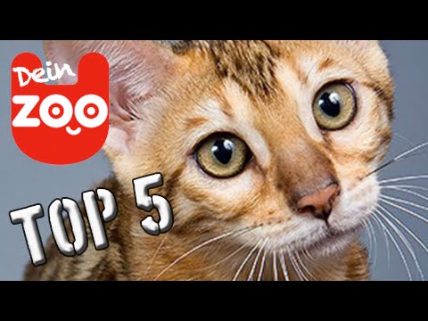 Die Welt Der Katzen Die Welt Der Katzen