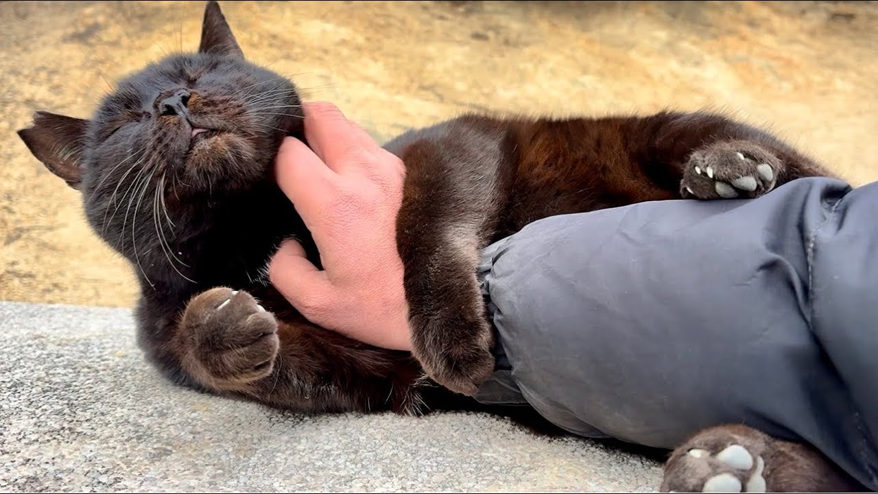 腕に抱きつくように甘えてるかわいいデカい黒猫どんちゃん
