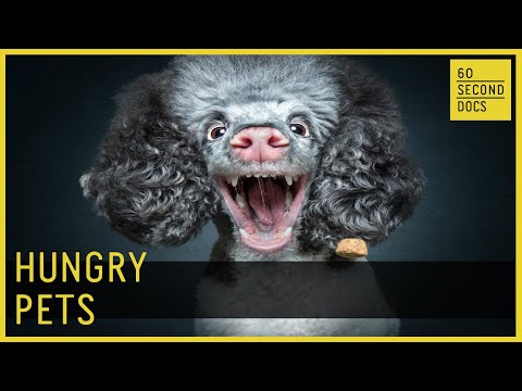 Hungry Pet Portraits