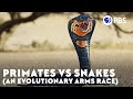 Primates Vs Snakes An Evolutionary Arms Race 