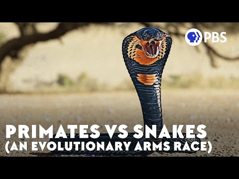 ⁣Primates vs Snakes: The Evolutionary Arms Race