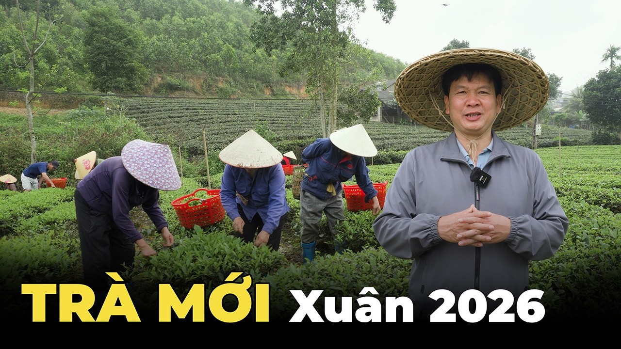 Chè Thái Nguyên ngon vụ xuân 2026