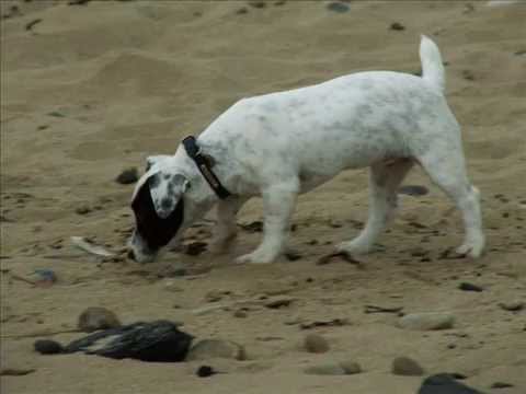 Jack russell terriers-Gerty n Agnes