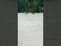 Get Off The Road Dum Dums!! #nature #funnyshorts #funny