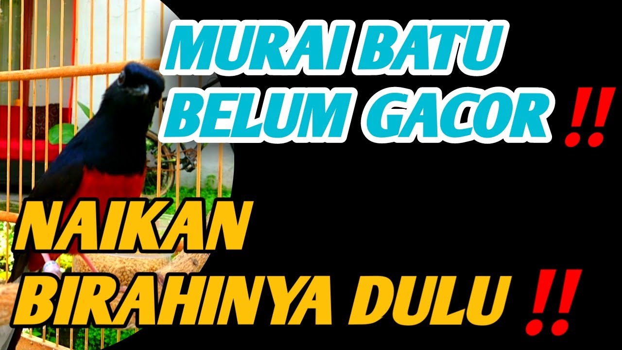 CARA MENAIKAN BIRAHI MURAI BATU AGAR CEPAT GACOR‼️KUNCINYA BIRAHI?