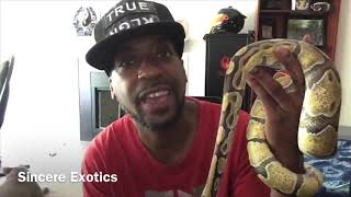 My Snake has Scale Rot. 😡