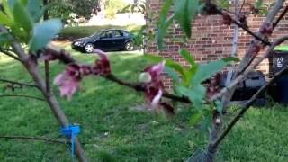 Donut Saturn peach tree 3 stages of bloom to fruit.