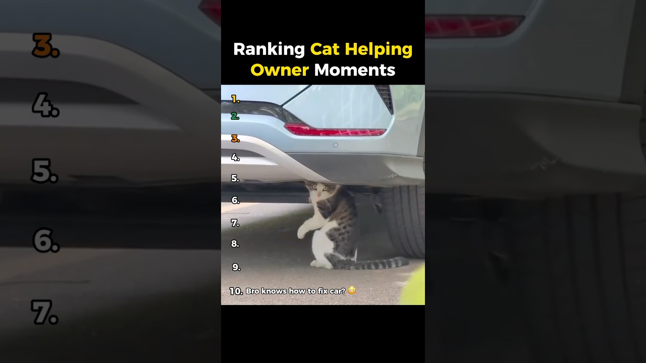 Ranking Cat Helping Owner Moments 🙀 