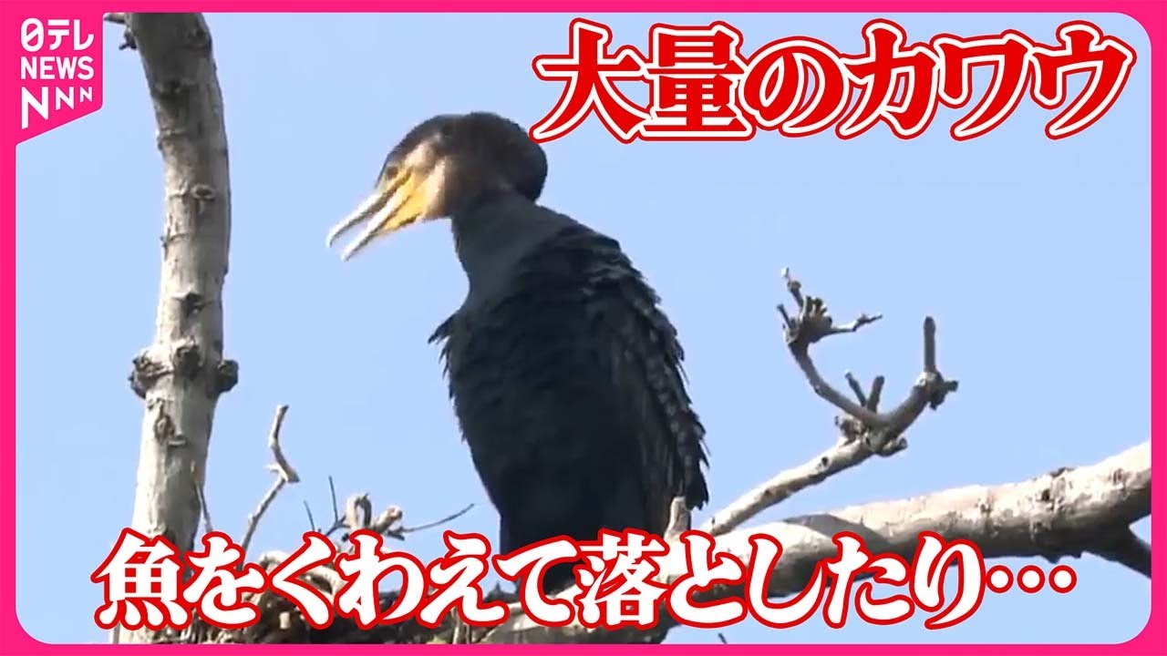 魚をくわえて落としたり…｣】空を埋め尽くすカワウに住民困惑 千葉・市川市 - YouTube