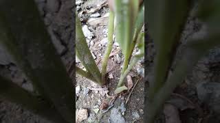 Download Lagu Pertanian bandar, video 6 - Ancaman serangga perosak, sayuran kunyit dipindah ke pasu. MP3