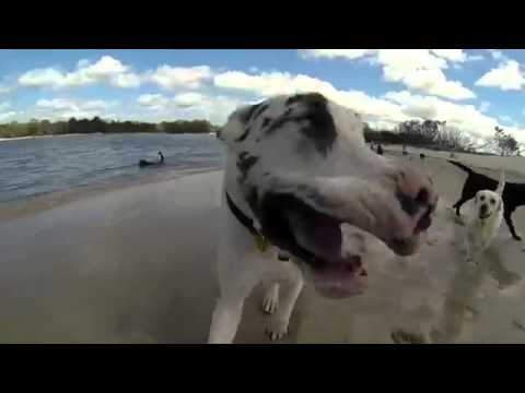 A Bunch Of Happy Dogs (And One Cat-Dog) Having Fun In Australia - Funny N LOL
