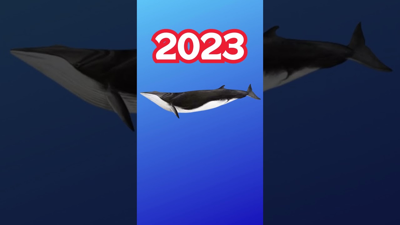 2023 Fin whale vs 5000 bce Fin whale