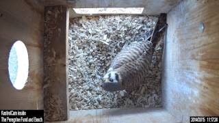 Early March 2014 kestrel nest inside camera clips