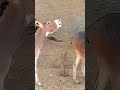 Donkey meeting with partner thar animal