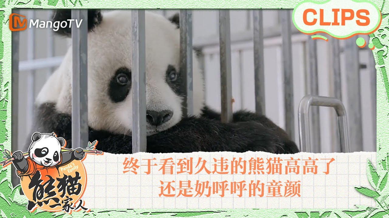 【精彩看点🐼】最童颜的老年熊猫！终于看到久违的熊猫高高了，高姥爷太可爱了，32岁还是奶呼呼的童颜｜《熊猫一家人Panda‘s Family》｜MangoTV