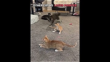 Other cats vs laser pointer 💀