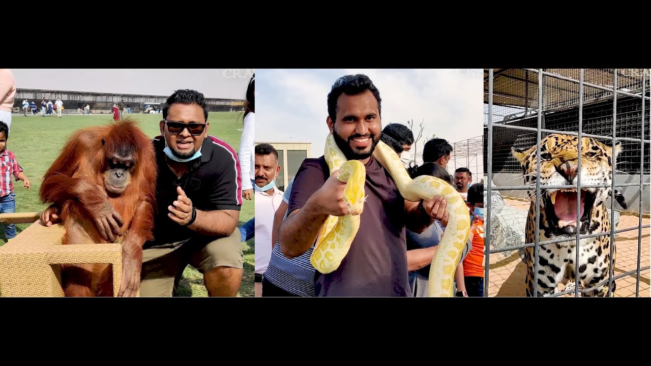 the-hidden-zoo-in-uae-umm-al-quwain-places-to-visit-in-uae-youtube