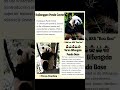 Panda Paradise: Your China Adventure Awaits! #china #travel #tour #trip #guide #fyp #tourism