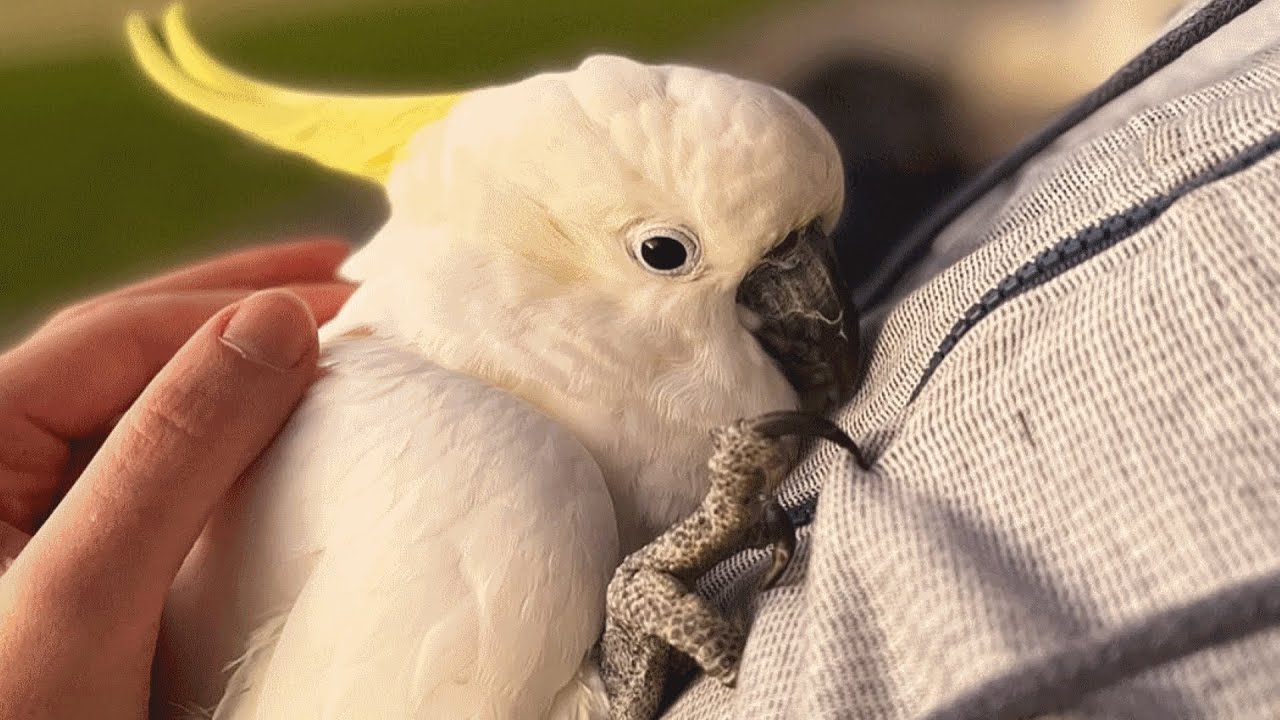 Neglected cockatoo melts when he meets a loving family