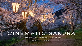 Cinematic Sakura | Cherry Blossom Photographic Journey To Iwakuni, Japan