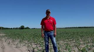 Are you checking for bacterial leaf streak?