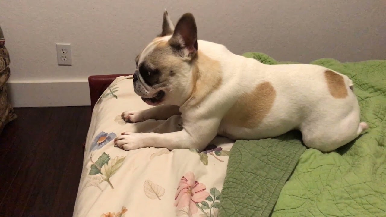 2021-02-23 Dog Wrestling