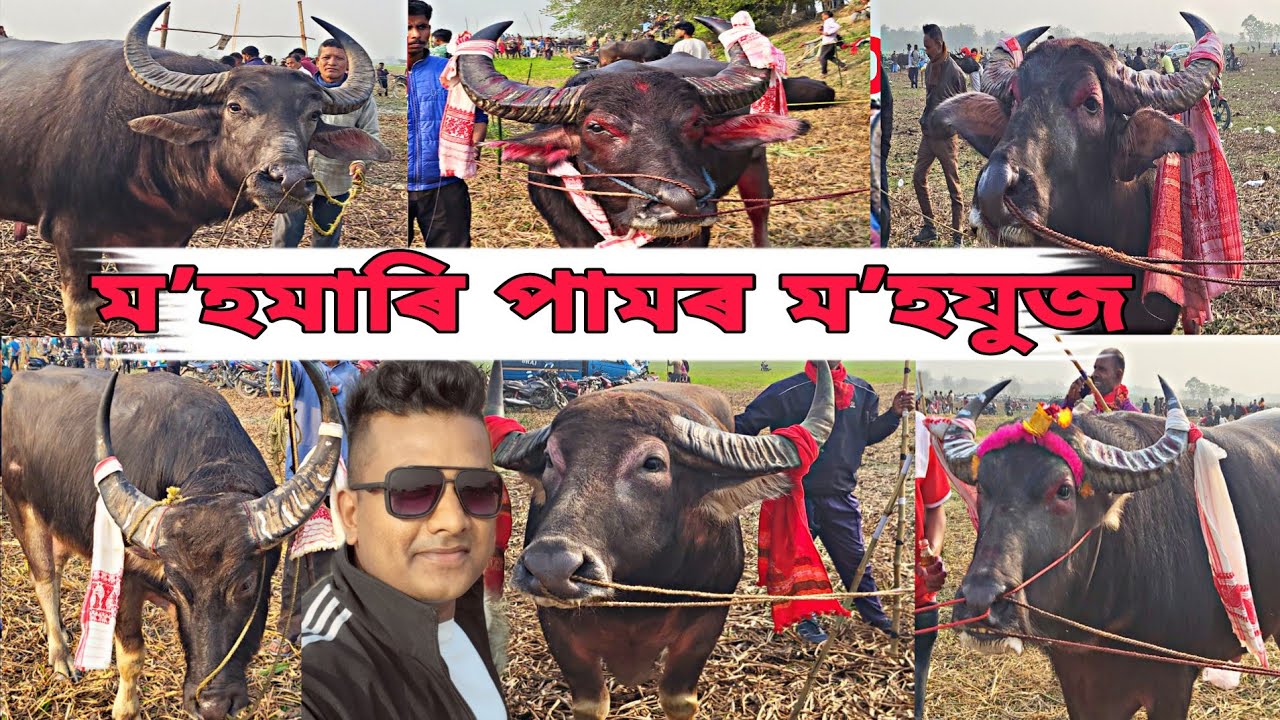 আজি মʼহমাৰি পামৰ মহজুজৰ নেদেখা মʼহ কেইটামান চাওঁক #mrblack #mohjuj #mohorjuj #buffalofight