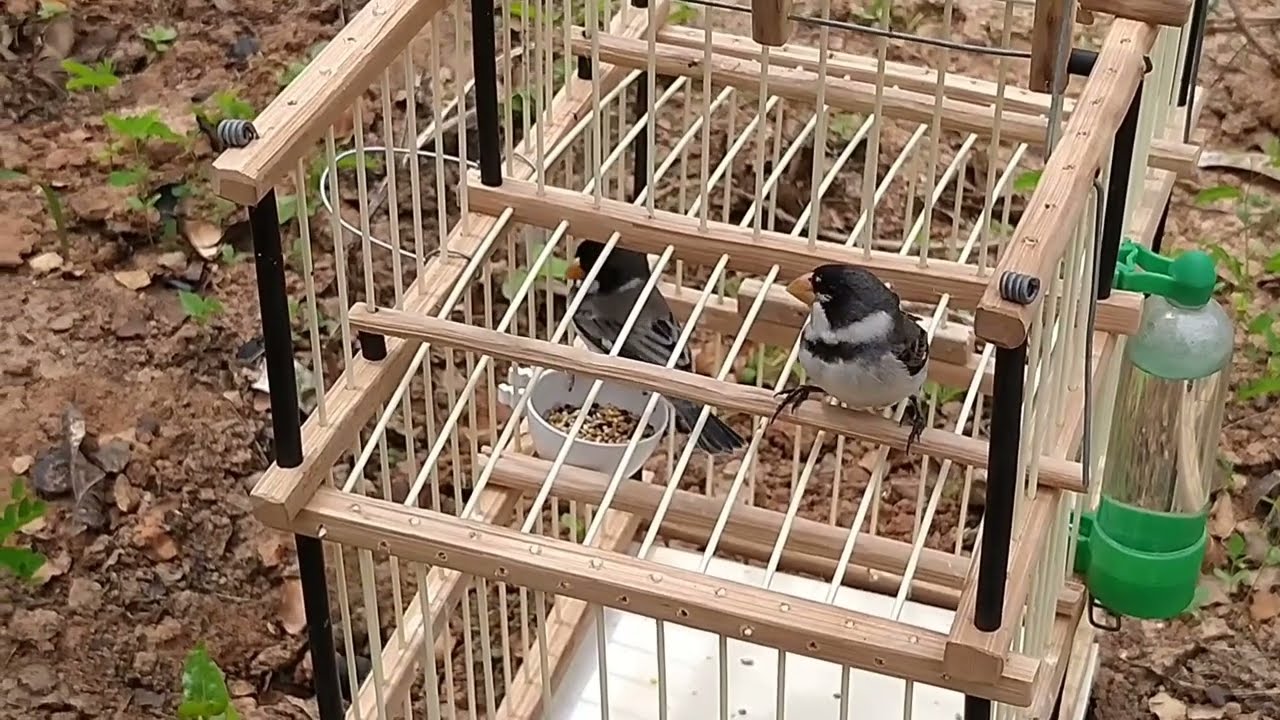🛑Pegando Golinha na Gaiola de 2 Alçapão💥🔥