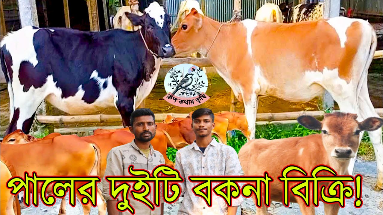 প্রান্তিক গেরস্থের পালের দুইটি বকনা গাভী কিনুন। মিল্কভিটারে জার্সি এবং মশে  অস্ট্রেলিয়া জাতের বকনা।
