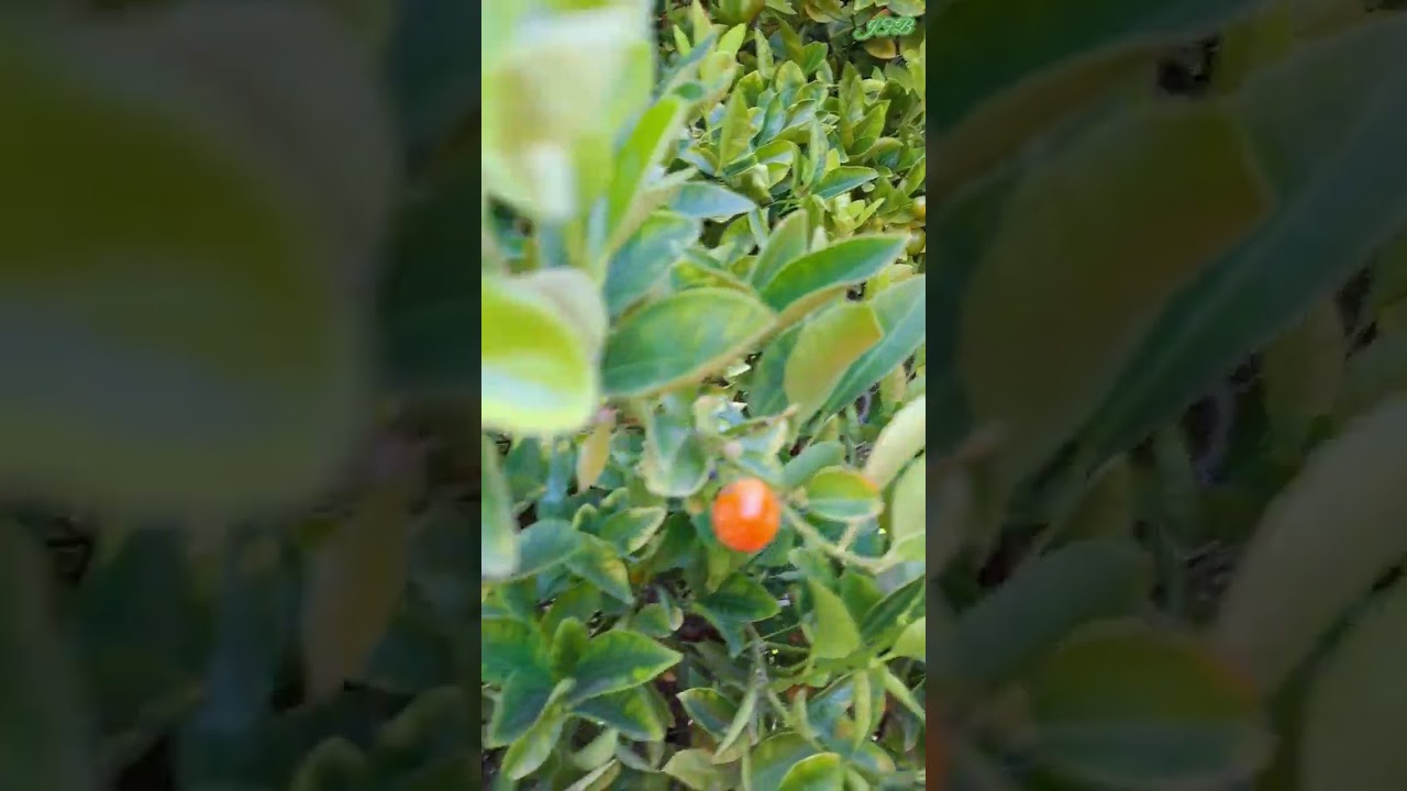 #Calamansi #Calamondin #shorts