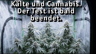 Trotz Kälte kommt die Ernte.