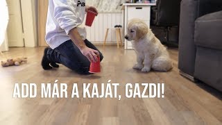 KÖLYÖKKUTYA IQ TESZT? - Toby VLOG #2 | IHNIH