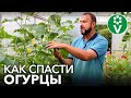 ВЯНУТ ЛИСТЬЯ ОГУРЦОВ? Вылечим в момент!