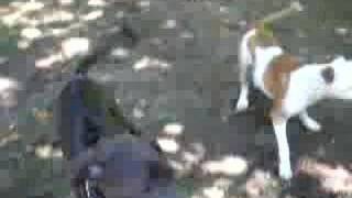 Pitbull Foxy Eats Tree.