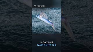 Flying Fish Never Flap. They Taxi Like Seaplanes. #Shorts