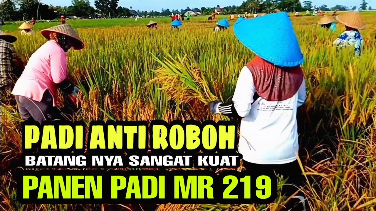 PANEN PADI MR 219 PADI TAHAN ROBOH DAN TAHAN PENYAKIT