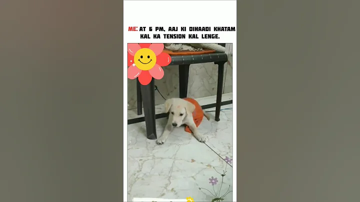 funny memes 🤪🔥😂🤣#dog#edit#pets#animals#laughchallenge#andrast#youtubeshorts#funny#fun#viral #shorts