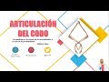 Anatomía - Articulación del Codo (Superficies Articulares, Cápsula y Ligamentos)