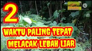 Cara Mencari Lebah Madu // Lebah Hutan //Lebah Apis Cerana Beekeepers #cahangon80 #beekeeper