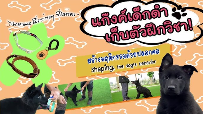 สอนหมาเดินแบบเท่ๆ I แก๊งค์เด็กดำ เก็บตัววิชาฝึกสุนัขใช้งาน How To Train  Heeling เยอรมันเชพเพิร์ด - Youtube