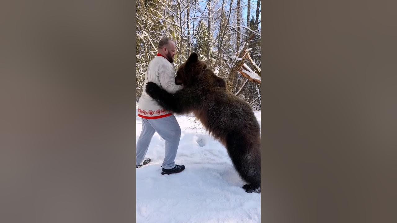 Последствия встречи с медведем. Могут ли медведи дружить с человеком. Мужик приземлился на елку русский медведь.