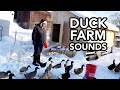 Morning Chores on the Farm | Duck and Goose Farm | ASMR