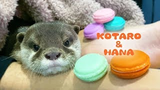 カワウソコタローとハナ　母ちゃんのマカロンごっこに付き合わされる　Otter Kotaro&Hana Sweet Dream Macarons