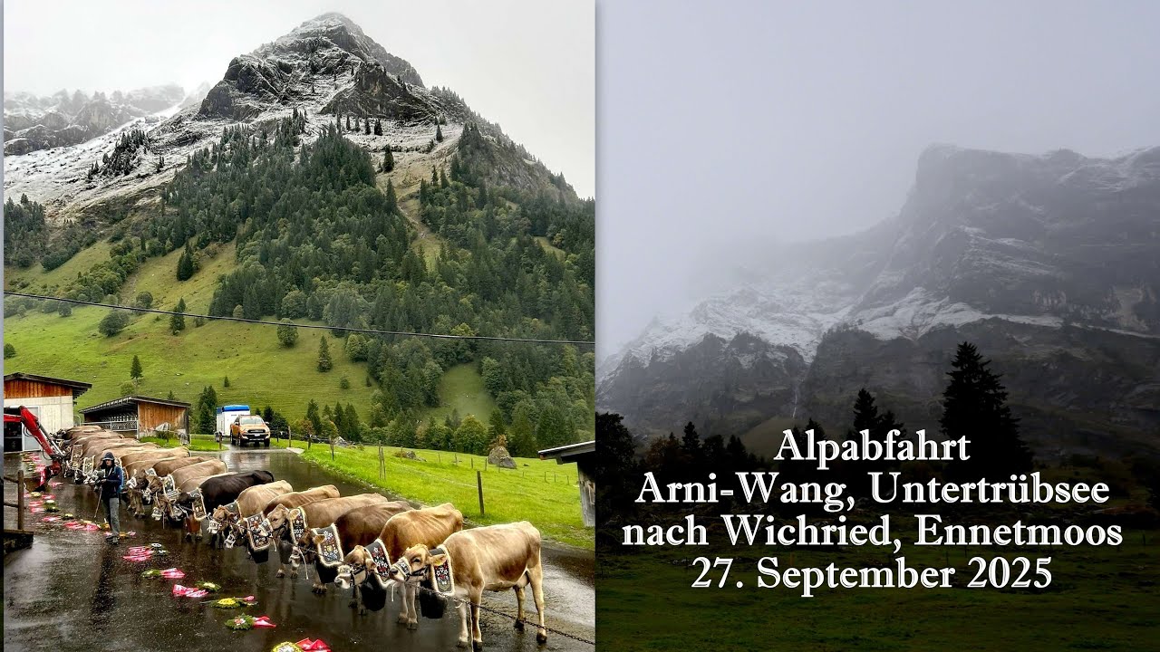 Alpabfahrt Arni Wang, Untertrübsee - Wichried, Ennetmoos 2025