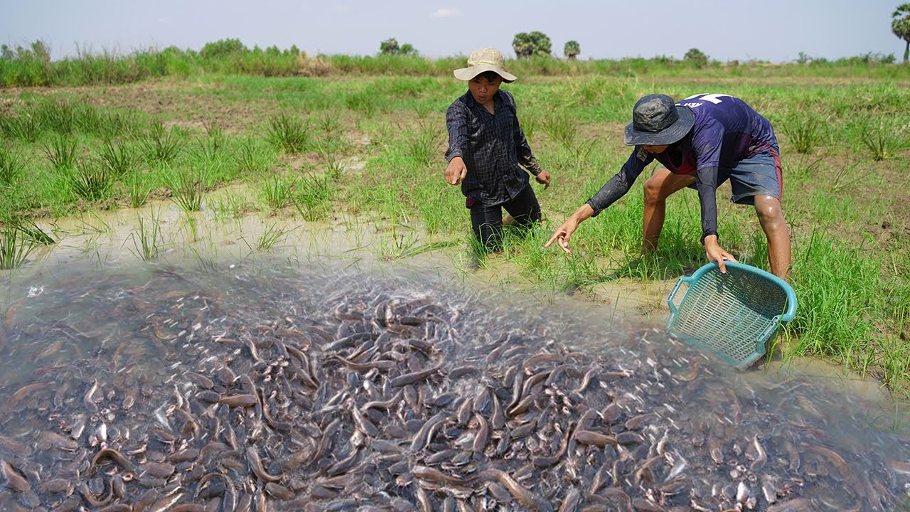 Awesome Fishing Video 2021 - 2Brother Find & Catching a lot Fish After Raining
