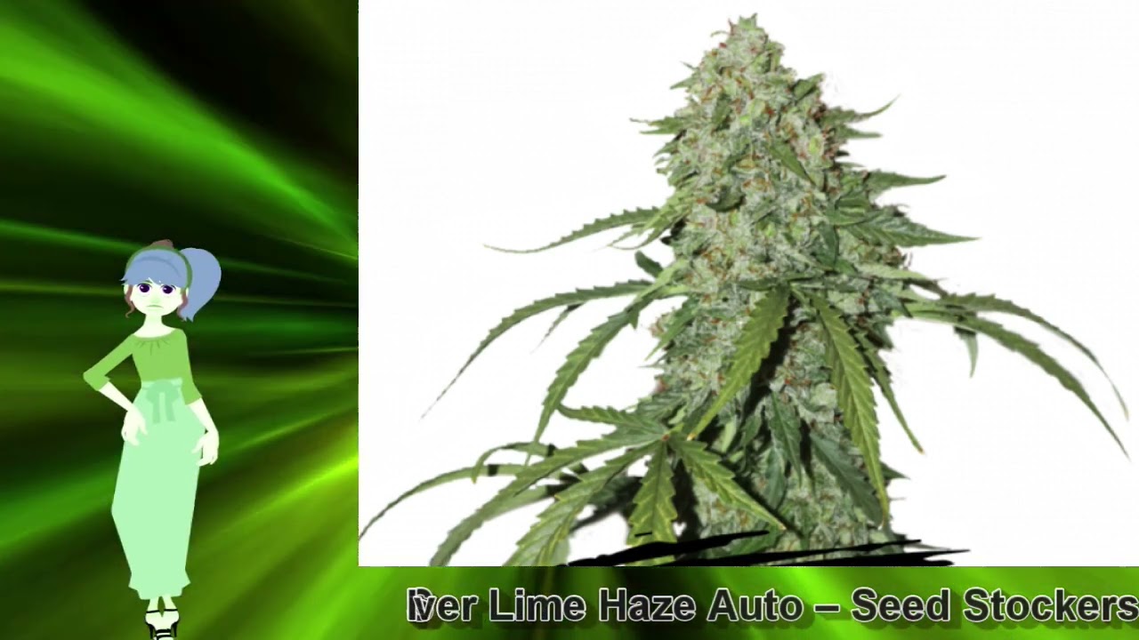 Silver Lime Haze Auto – Seed Stockers